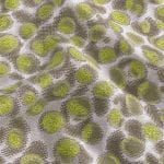 Silver-grey silk jacquard draped in soft folds, with large irregular lime green circular motifs framed by grey-green outlines.
